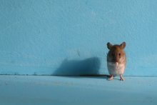 Мышка / Модель - мышка полевая