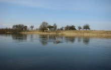 Река Конопелька. / Вчера плыл по этой, летом небольшой, реке. Много диких уток, везде встречаются следы бобров. Прилетели жаворонки.