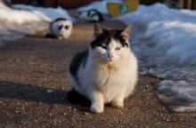 Кошачья жизнь. Размышления / По дороге Минск-Гродно есть зона отдыха. Пока мы отдыхали, котов набежало штук пять. Только непонятно откуда им тут взяться - деревни рядом нету. Видать всю зиму тут и живут, а кормятся тем что уставшие водители оставляют...