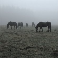 Туман / лошадки