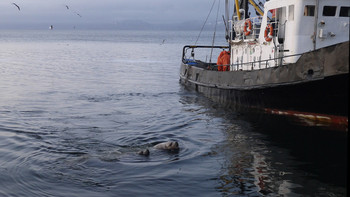 За рыбой. / ...