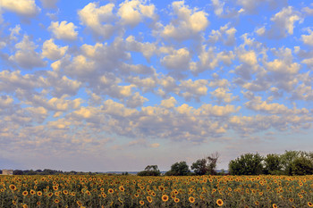 Утром в поле.. / Утром, август начинается... У поля с подсолнухом. Когда поднимается рассветное солнце. Поле с подсолнухом под облаками.. И облака сформированные утром рябью после рассвета..