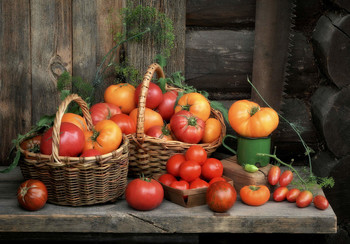Томаты, помидоры... / 2021 В этом году 30 лет нашей даче, но такой урожай томатов впервые! Сажали семена Партнёр.