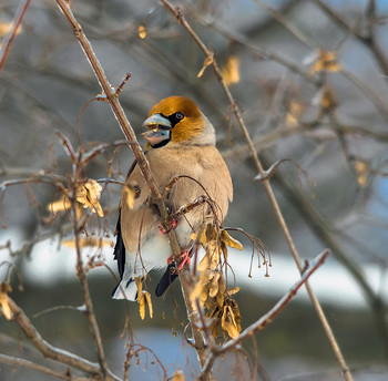 &nbsp; / Обыкновенный дубонос (Coccothraustes coccothraustes)