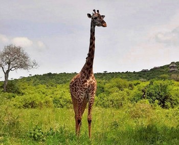 Жираф позирует / В Серенгети в Танзании