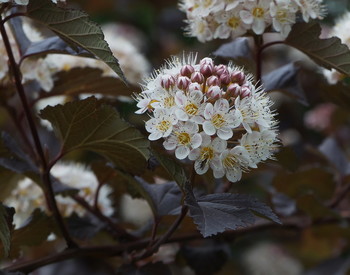 Белые цветы / Белые цветы
