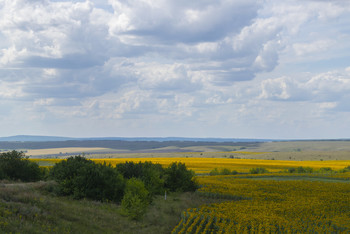 Ульяновские просторы / Голубое небо с белыми облаками над желтыми полями подсолнухов ! Отличное сочетание !
