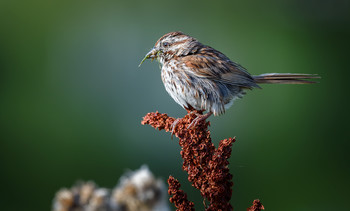 Song sparrow / Певчая овсянка-Птица живёт в зарослях кустарника и чащах вблизи водоёмов, на болотах и солончаках на большей части Канады, США и северной Мексики.