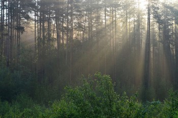 Утро в сосновом лесу...... / Петербург-Юкки. Июль