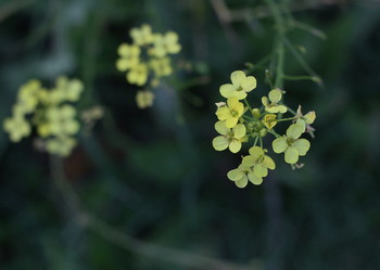 Зеленые цветы / Зеленые цветы