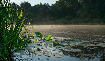 Утро августа / Утро августа