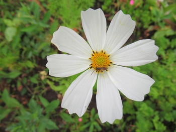 Космея / и маленькая труженица.