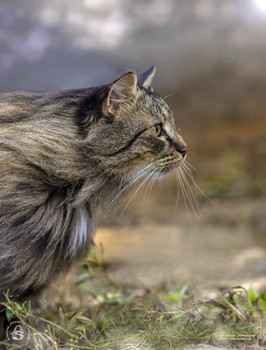 Котик Тима на прогулке) / Снято: 14.08.2021 года
Модель: кот Тима
Фотограф: Анастасия Белякова