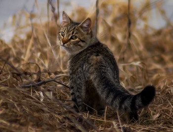 Котенок / ***