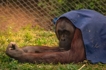 &nbsp; / Orangután en un momento del día