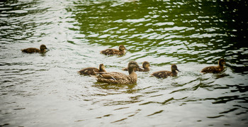 leto / https://vk.com/e.vaguro

https://www.instagram.com/vaguro_v_u_v/

https://web.facebook.com/evgeniy.vagouro

https://www.pexels.com/ru-ru/@10472344