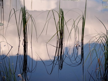 С отражением / Травинки в воде