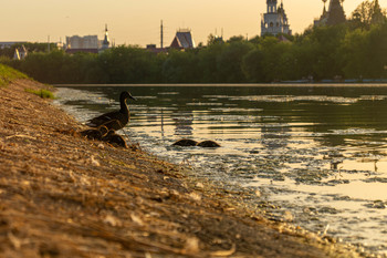 утка встречает закат / утка на берегу реки