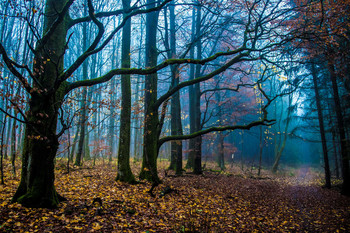 В лесу осеннем / Фото сделано в лесу на горном массиве Рён, расположенном в центральной части Германии.