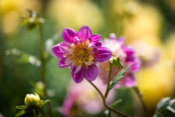 &nbsp; / Contraste para la flor