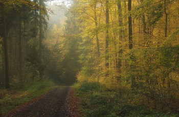 Осеннее утро. / Туманное утро в осеннем лесу.
