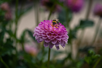 &nbsp; / Variedad de flores alimentan al abejorro