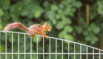 &nbsp; / Eichhörnchen mit Erdnuss auf Beutetour