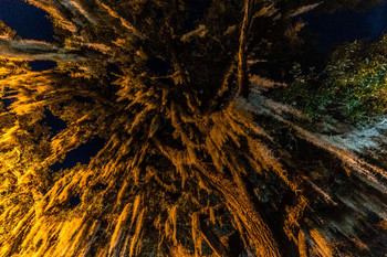 &nbsp; / Spanish moss covering an oak tree