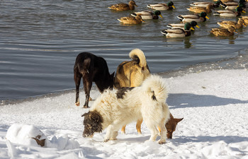 Конкуренция / Зимующих уток крякв подкармливают люди. Этим пользуются бродячие псы.