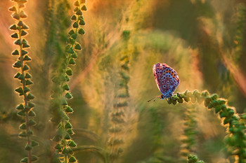 В зарослях амброзии / ***