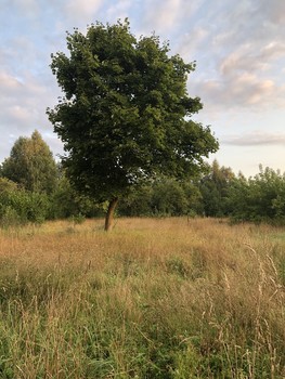 Цвет августа / Беларусь, деревня