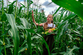 Сбор початков кукурузы / модель Юлиана Смирнова