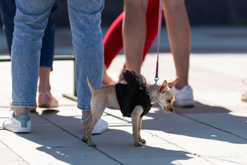 Жизнь собачья / без