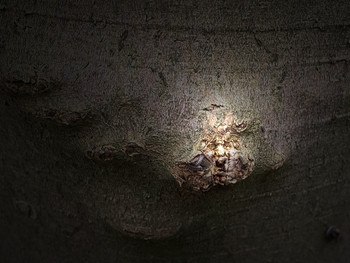 &nbsp; / Can you find me?