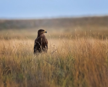 Степной орел (Aquila nipalensis) / Степной орел (Aquila nipalensis)