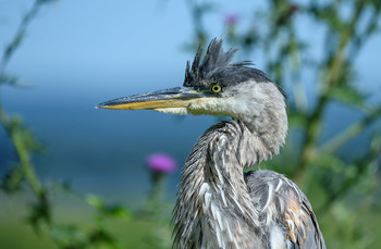 Great blue heron (juvenile) ~ close up / Большая голубая цапля- &quot;портретный&quot; снимок