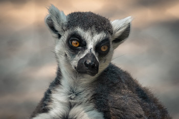  / Lemur