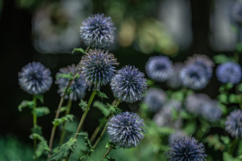 &nbsp; / Jardín de flores