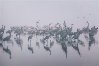 Равнение на восход / Национальный заповедник Хула находится в Израиле на пути миграции перелетных птиц. Многие из них остаются здесь на зимовку.