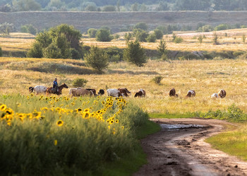 Степные картинки / Степные картинки