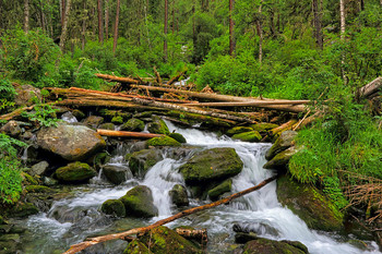 Таежный ручей / Алтай. Долина реки Аккем