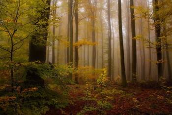 Уходящая осень / Осенний лес в ноябре .