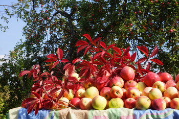 Яблочный сентябрь / Богатство сада