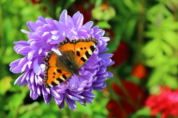 Бабочка и цветок / Макро съемка