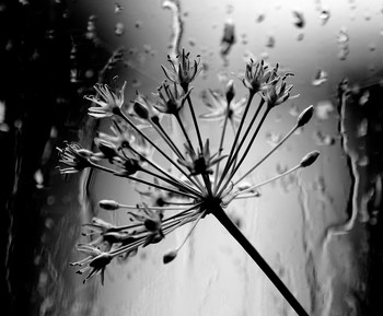 Дождливый день. / Натюрморт с цветком.