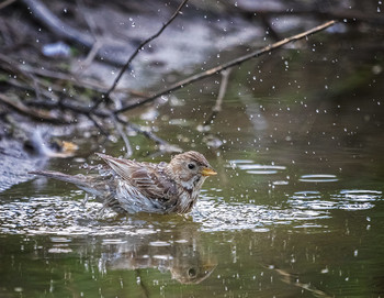 Купание просянки / Купание просянки