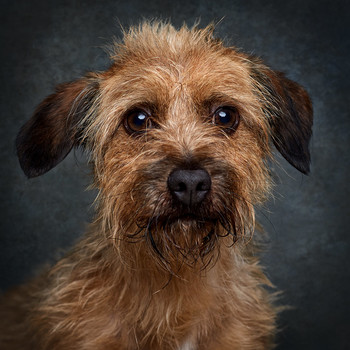 &nbsp; / Portrait of a shelter dog, waiting for adoption.