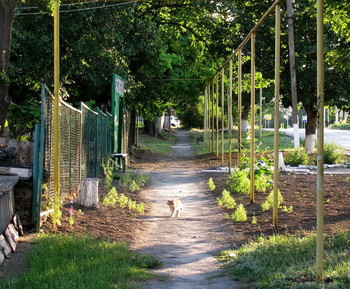 Домой / Село,улица,кот