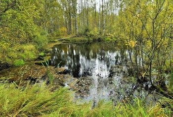 Осенний пруд ... / Осень