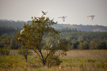 Птичий базар / Белая цапля спасаясь от охотников садится на деревья